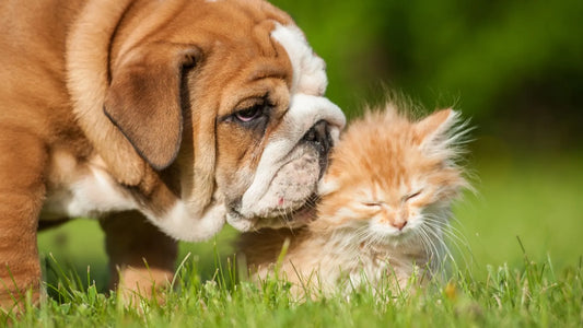 Essential Pet Supplies and Care Tips for a Happy, Healthy Companion
